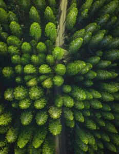 Breathtaking drone shot of a vibrant green forest with a winding path.
