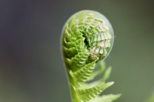 fern, sprout, plant, fern fronds, unfold, growth, spring, flora, nature, unroll, close up, fern, fern, fern, fern, sprout, sprout, growth, growth, growth, growth, growth, spring