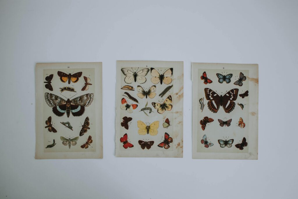 Three vintage butterfly specimen prints showcasing diverse butterfly species in artistic arrangements.