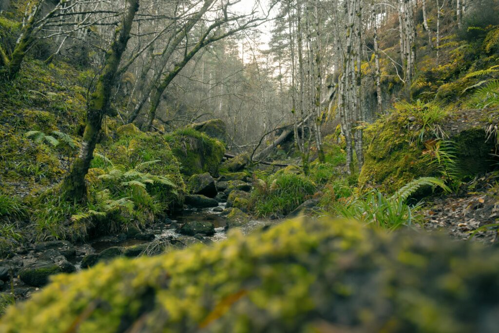 Tranquil forest stream with moss-covered rocks in Scotland's lush greenery.