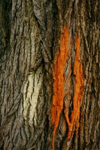 Detailed texture of a tree bark featuring unique orange sap patterns amidst a rough surface.