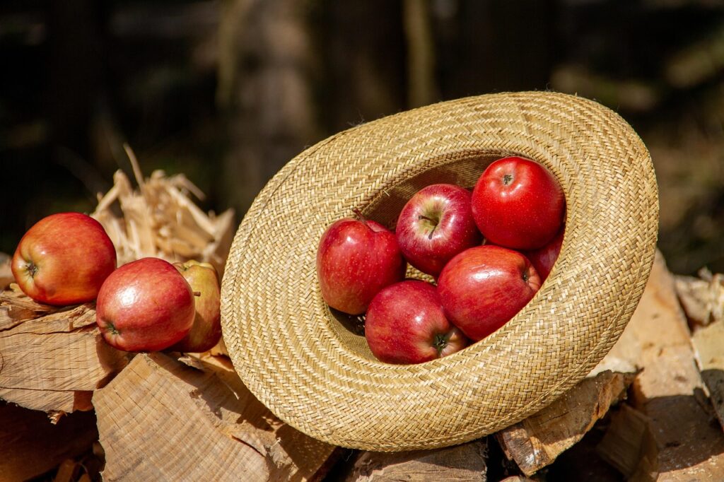 apples, fruits, food, fresh, healthy, ripe, organic, sweet, produce, harvest, vitamins, hat, straw hat, apples, apples, apples, apples, apples, fruits, food, hat, hat, hat, straw hat