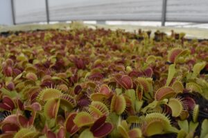 flytrap, venus, carnivorous plant, insects, trap, nature, flytrap, flytrap, flytrap, flytrap, flytrap, carnivorous plant, carnivorous plant, carnivorous plant
