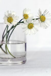 flowers, nature, vase, daisies, beautiful flowers, white flowers, flower wallpaper, white daisies, bunch of flowers, floral, flower background, still life, flower vase, close up