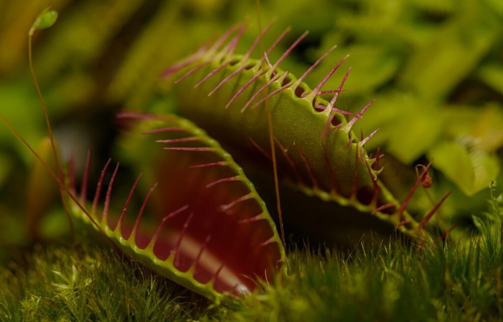 carnivorous plant, nature, macro, flies, insects, trap, moss, carnivorous plant, carnivorous plant, carnivorous plant, carnivorous plant, carnivorous plant, trap