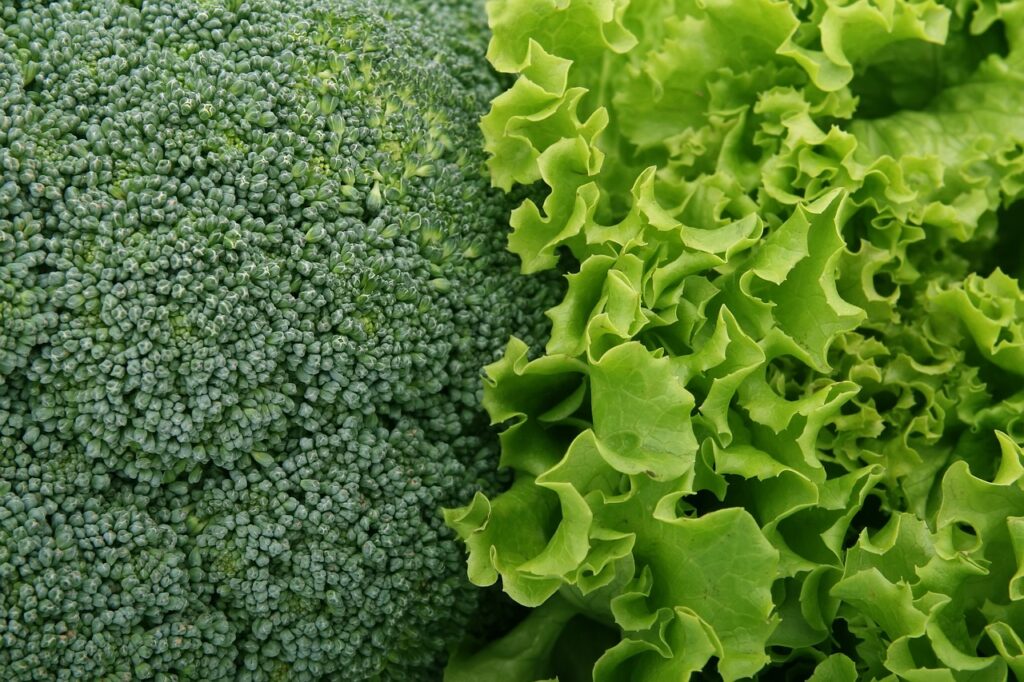 broccoli, lettuce, vegetables, salad, green, fresh, leafy greens, broccoli, broccoli, broccoli, broccoli, lettuce, lettuce, lettuce, lettuce, vegetables, salad, salad, salad, salad, salad, leafy greens, leafy greens, leafy greens, leafy greens
