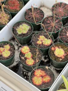 High angle view of vibrant sundews (Drosera) in green pots, showcasing unique leaves.