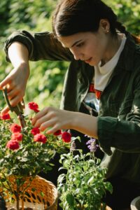 A focused woman carefully pruning flowers in a sunlit garden, highlighting a gardener's precision.